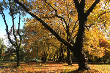 Stanley Park