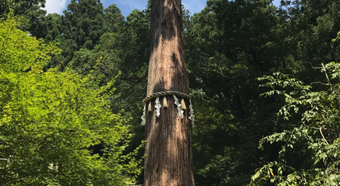 Albero sacro di oltre 300 anni