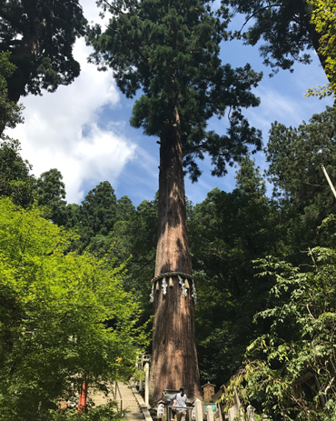 Albero sacro sul monte Kurama