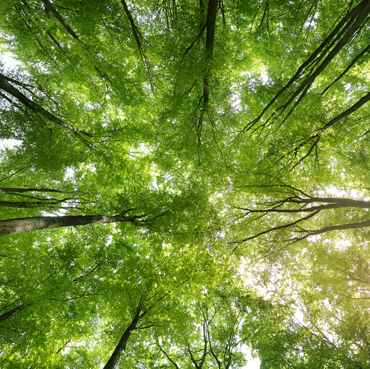 La foresta come medicina